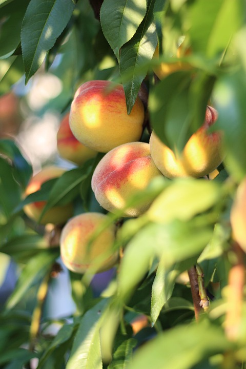 Scoprire il Potere degli Alimenti Funzionali nel Menu della Tua Attività